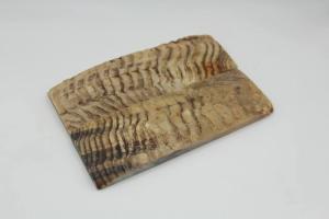 Ріг гірського Барана - Накладки №1