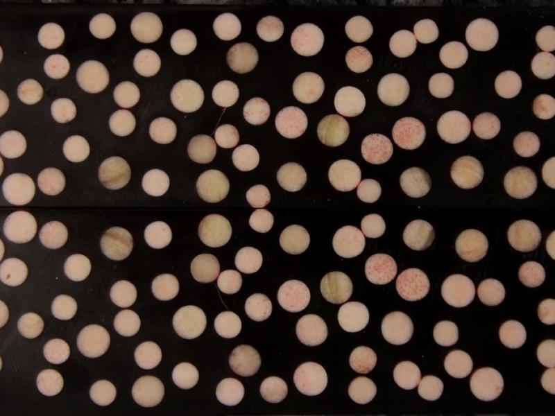 Накладки "Sapphire Naturals" - №3 - Кістка верблюда