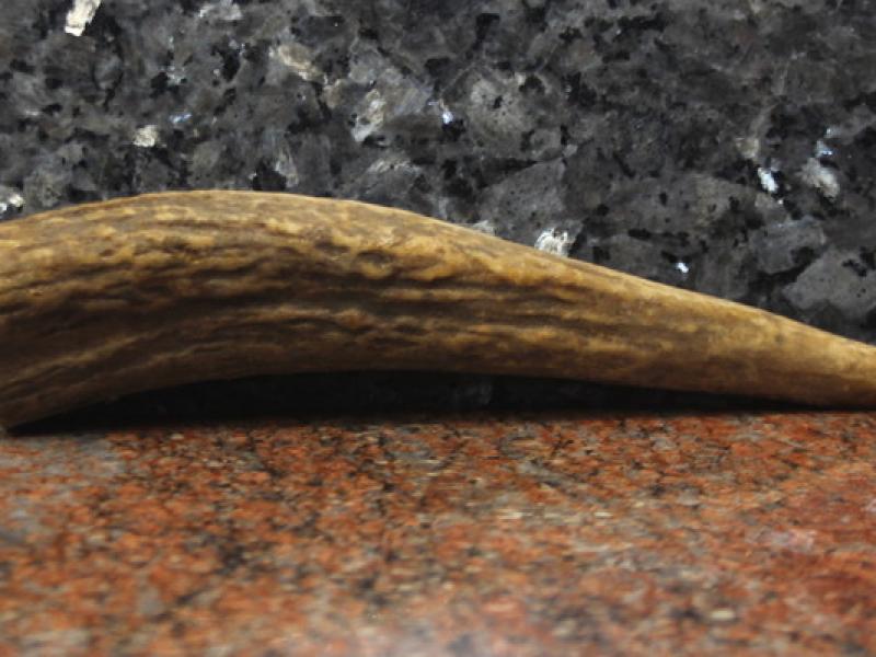 Ріг лосиний стабілізований - Вістря